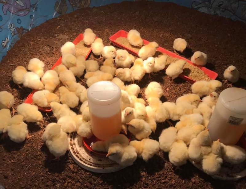 Newly Hatched Chicks