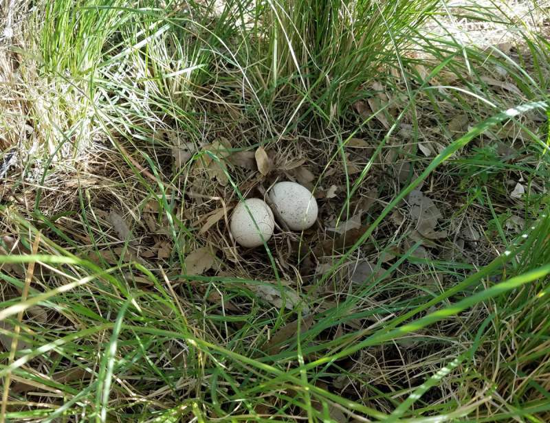 Eggs in the field