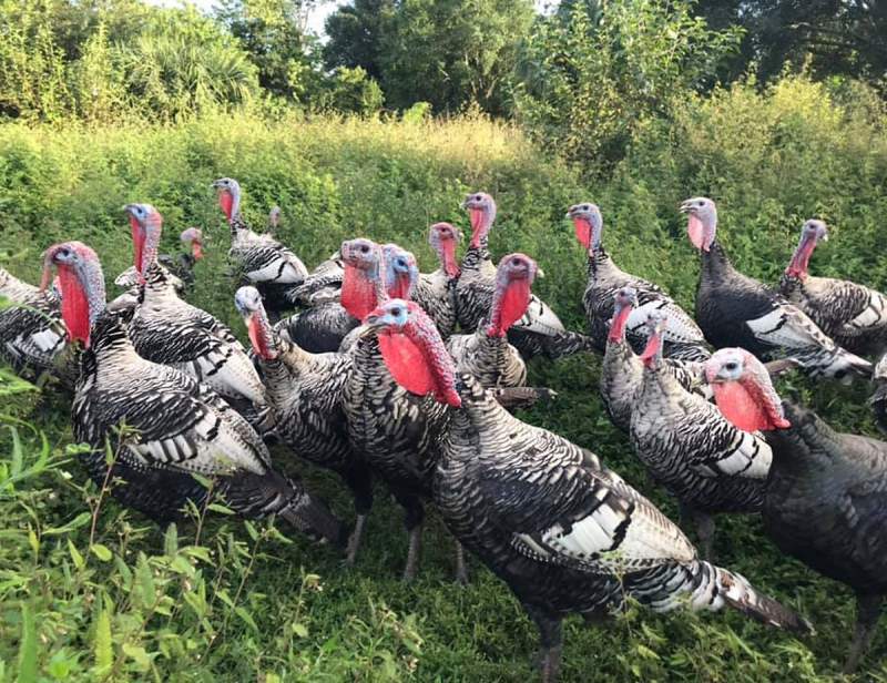 A flock of turkeys