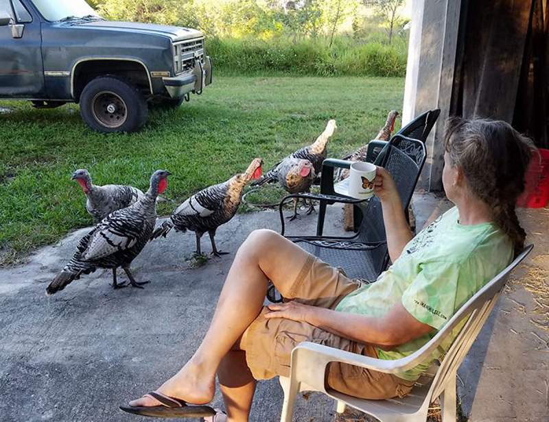 Morning Coffee with the turkeys