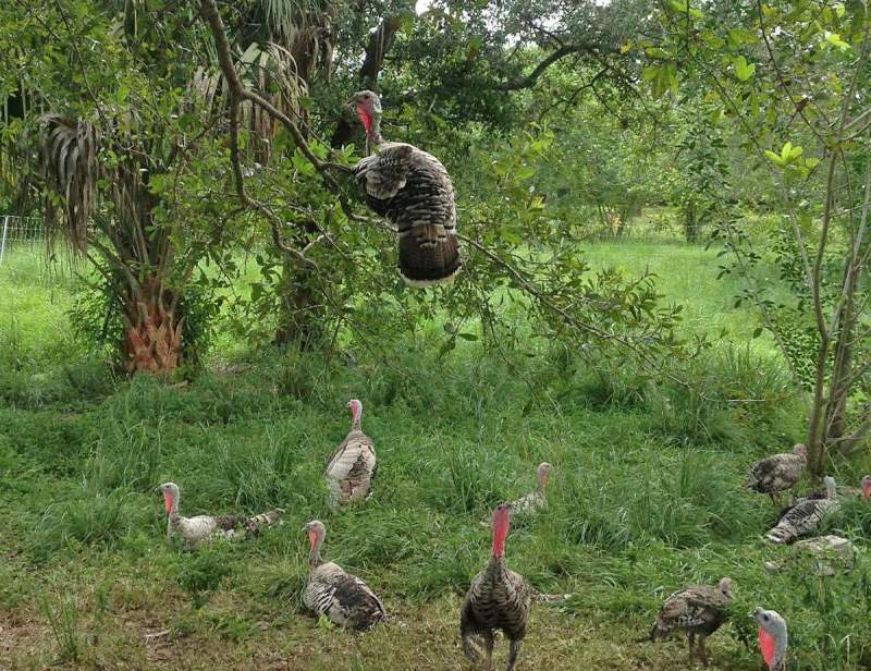 Turkey in a Tree