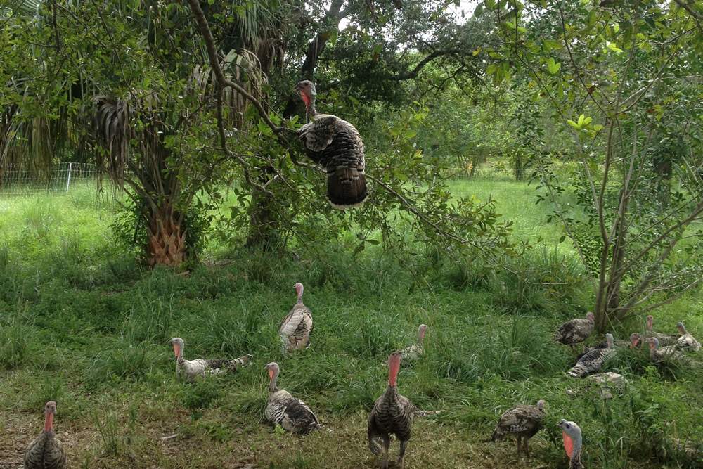 From Our Pasture To Your Thanksgiving Table